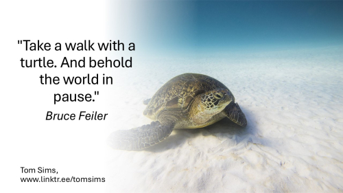 Take a walk with a turtle